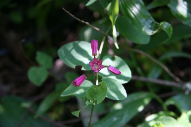 IMG_9670